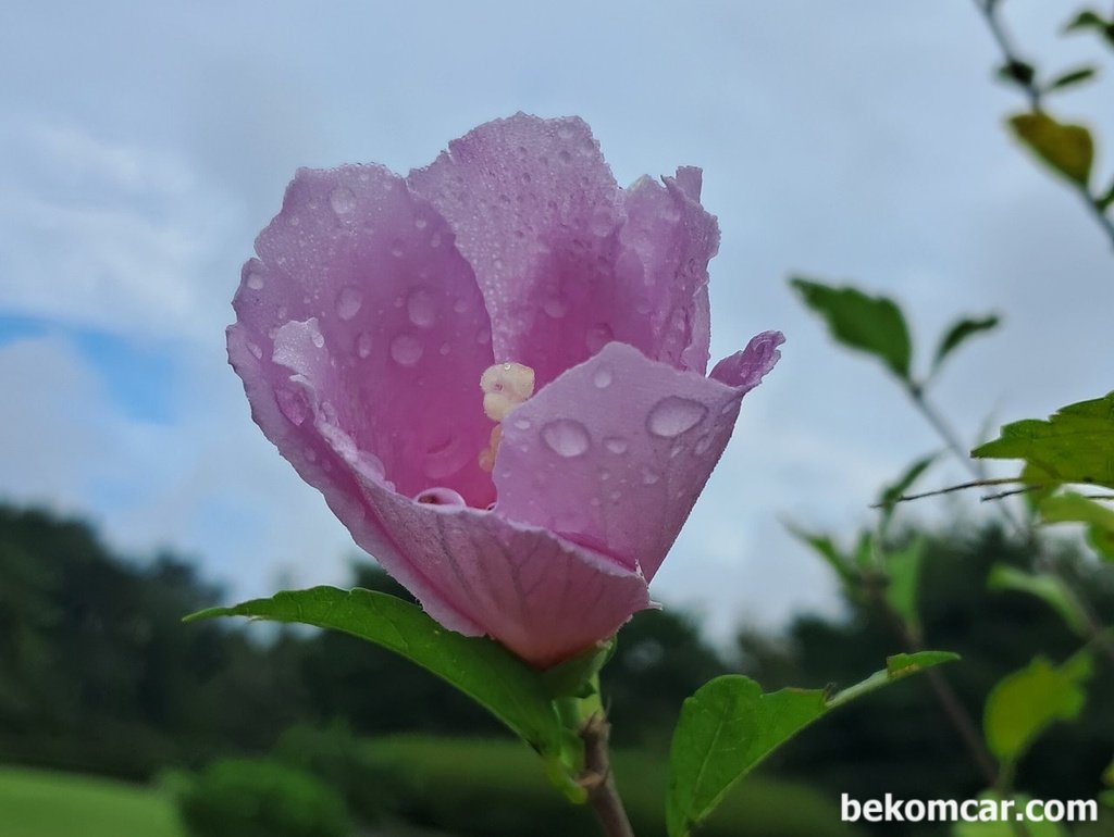 일산 정발산의 무궁화 꽃, 항상 제자리에 있다|ベコムカー (bekomcar)