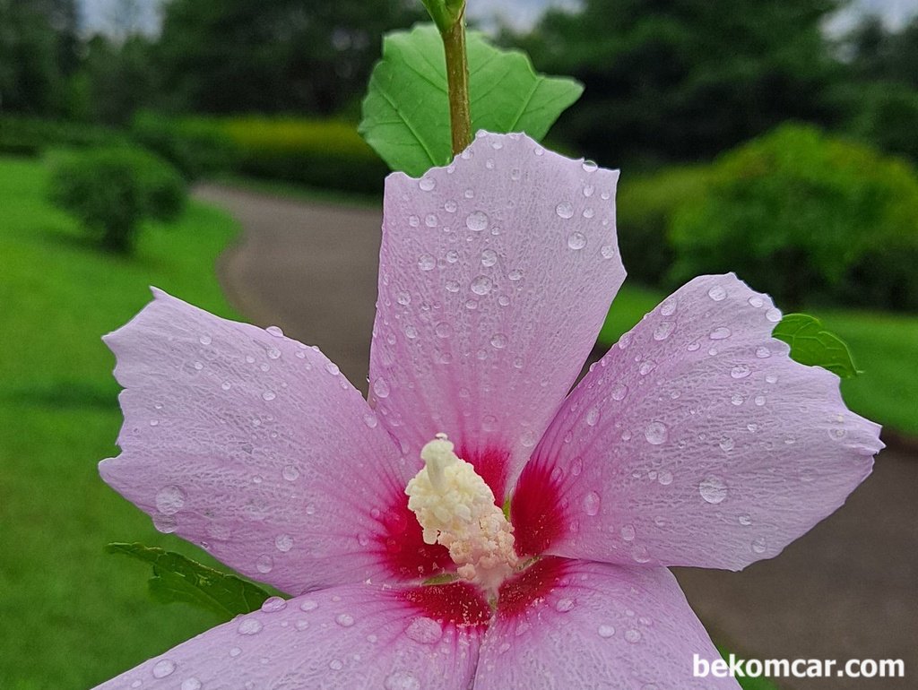 여름장마 천둥과 비바람후 아침 무궁화 꽃|베콤카 (bekomcar.com)