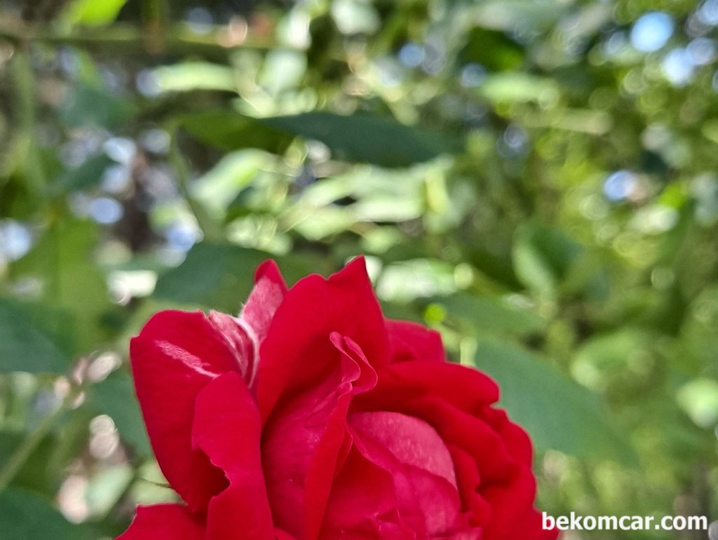 장미도 하나의 봄 친구인가?|bekomcar.com