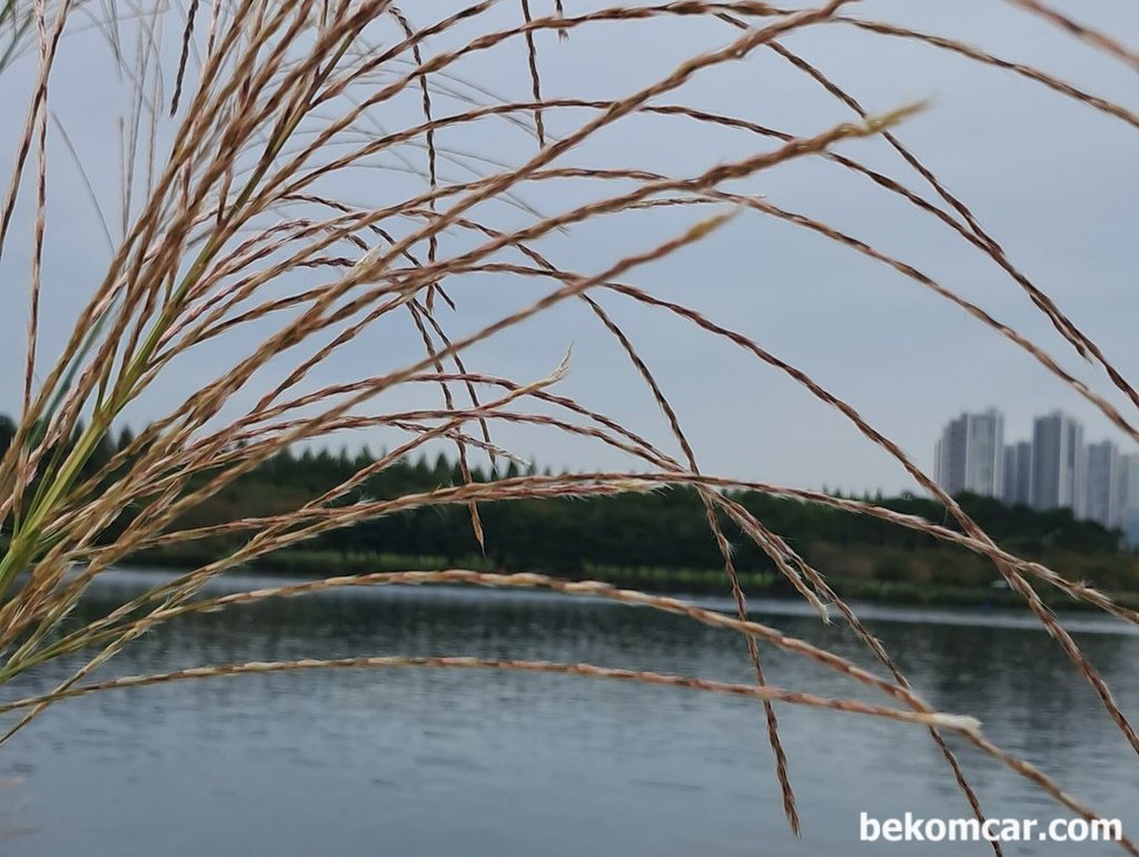 어느 가을 날 일산 호수공원 모습|베콤카 (bekomcar.com)