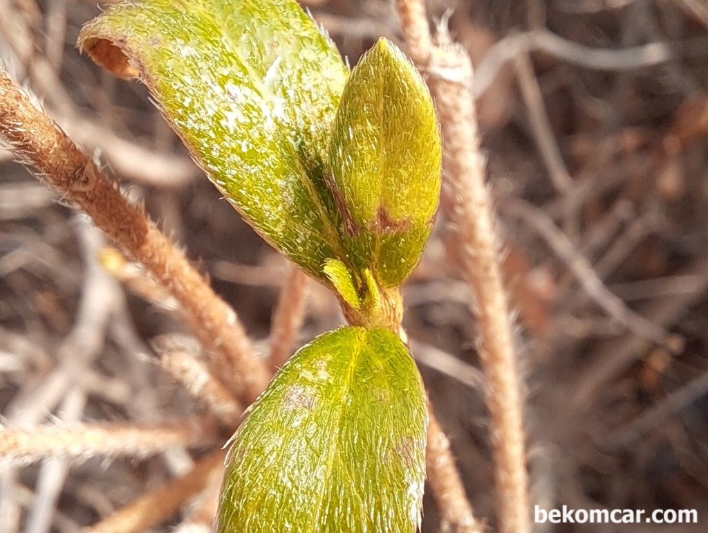 일산 봄 날, 이제 푸르름의 시작이다|베콤카 (bekomcar.com)