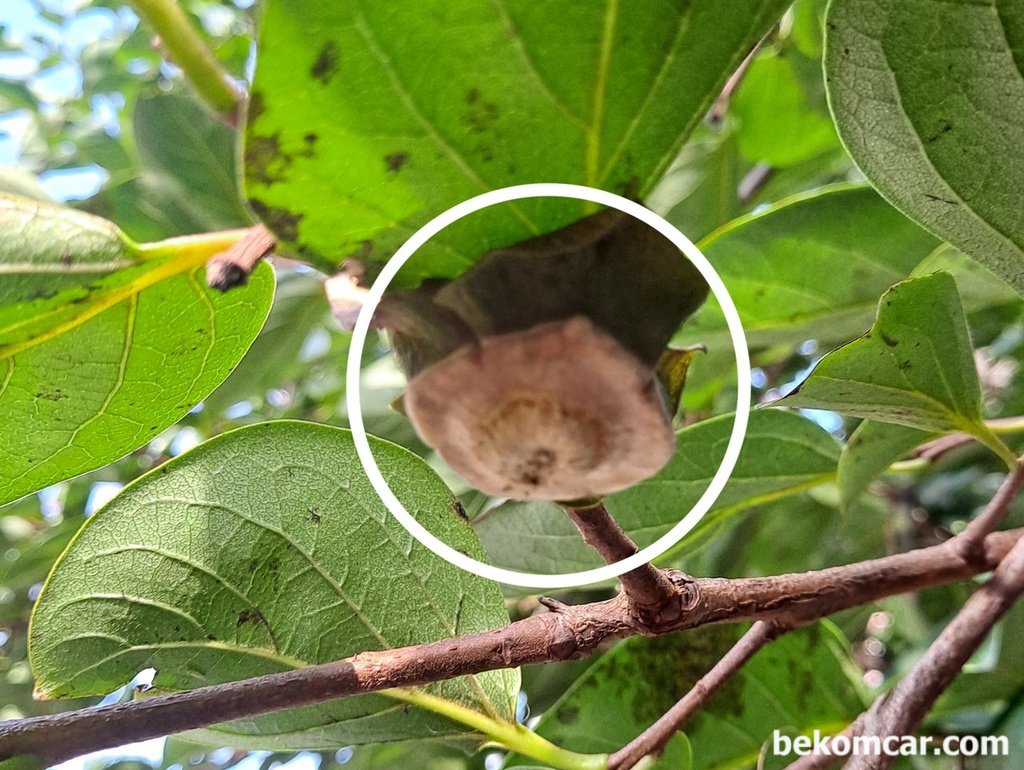 매일보는 감이 갑자기 사라졌다. 걱정되고 궁금하다|贝科姆汽车 (bekomcar)