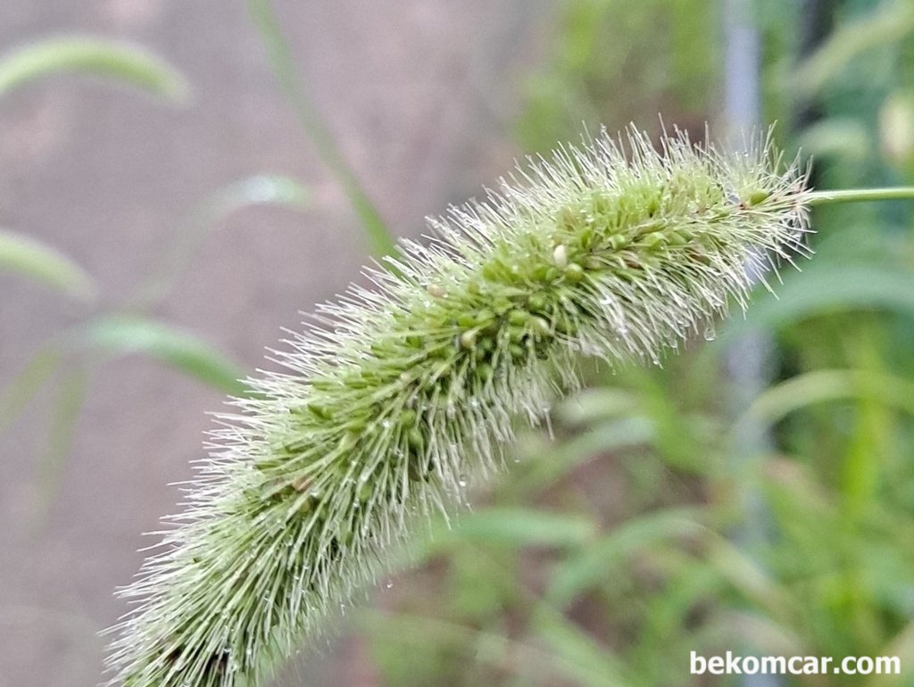 개구리 사냥이 기억난다. 지금은 미안하다|베콤카 (bekomcar.com)