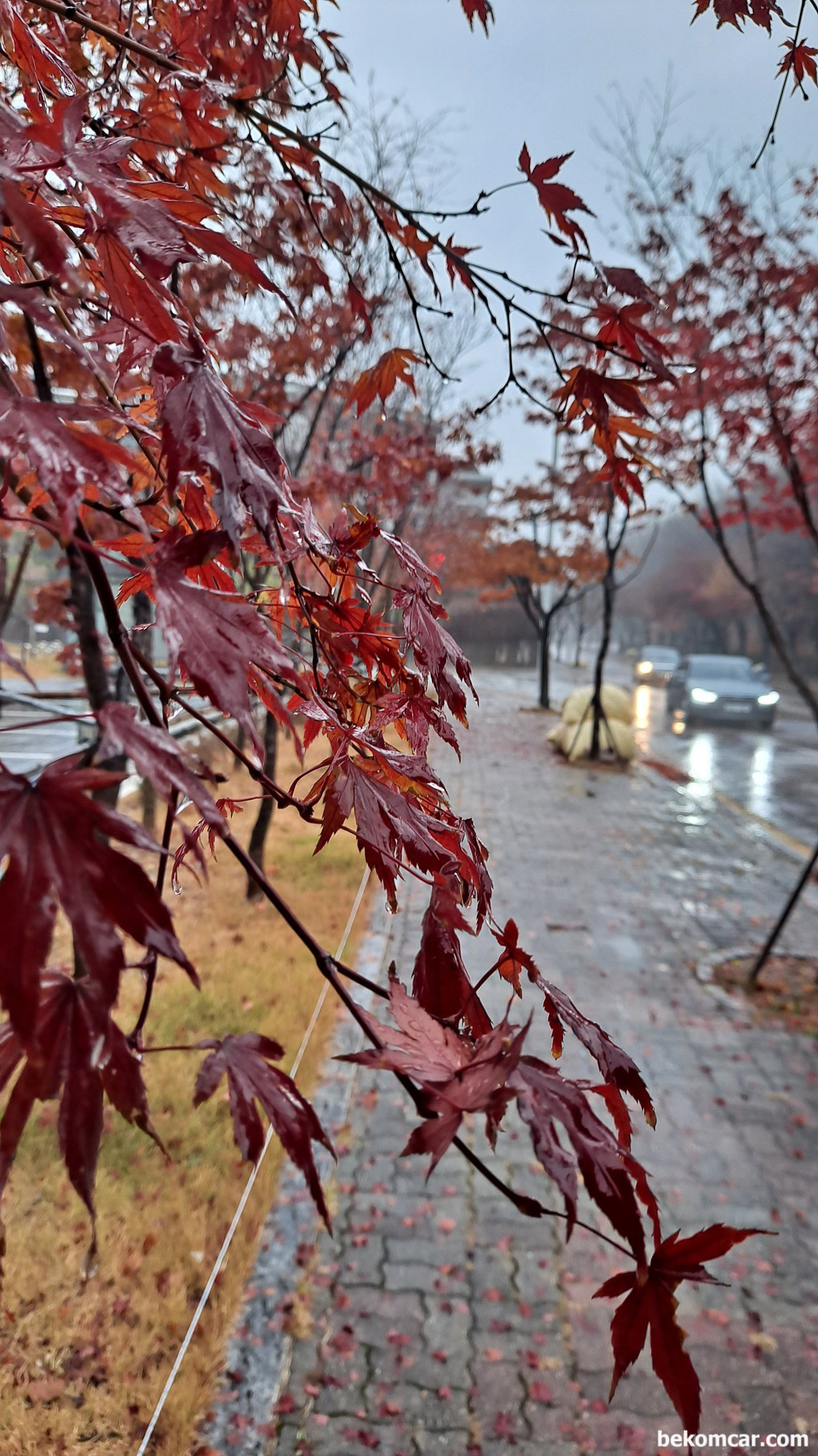 비가오는 어느 11월의 아침 출근길, |贝科姆汽车 (bekomcar)