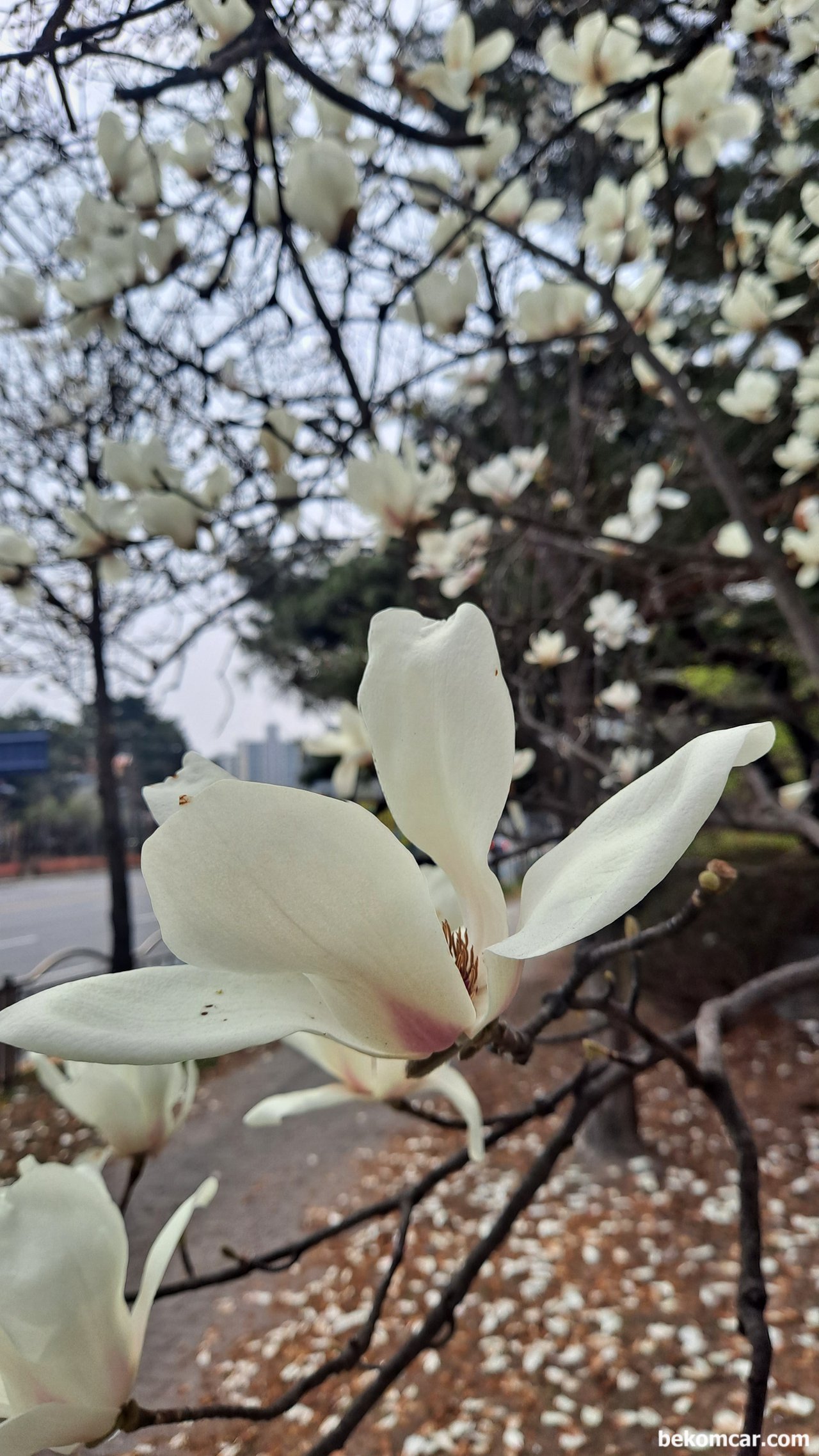 오랜만에 타보는 기차이다. 창가의 모습이 좋다, 신탄진 대덕테크노벨리 단지의 목련이다.|ベコムカー (bekomcar)