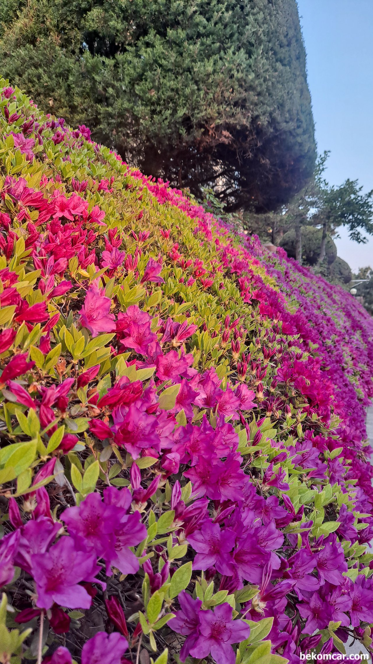 일산 한 동네의 봄 꽃이다, 봄 꽃이다. 화려한 꽃 이다. 동네 곳 곳 에 정겨운 봄 꽃이 반겨준다.|ベコムカー (bekomcar)