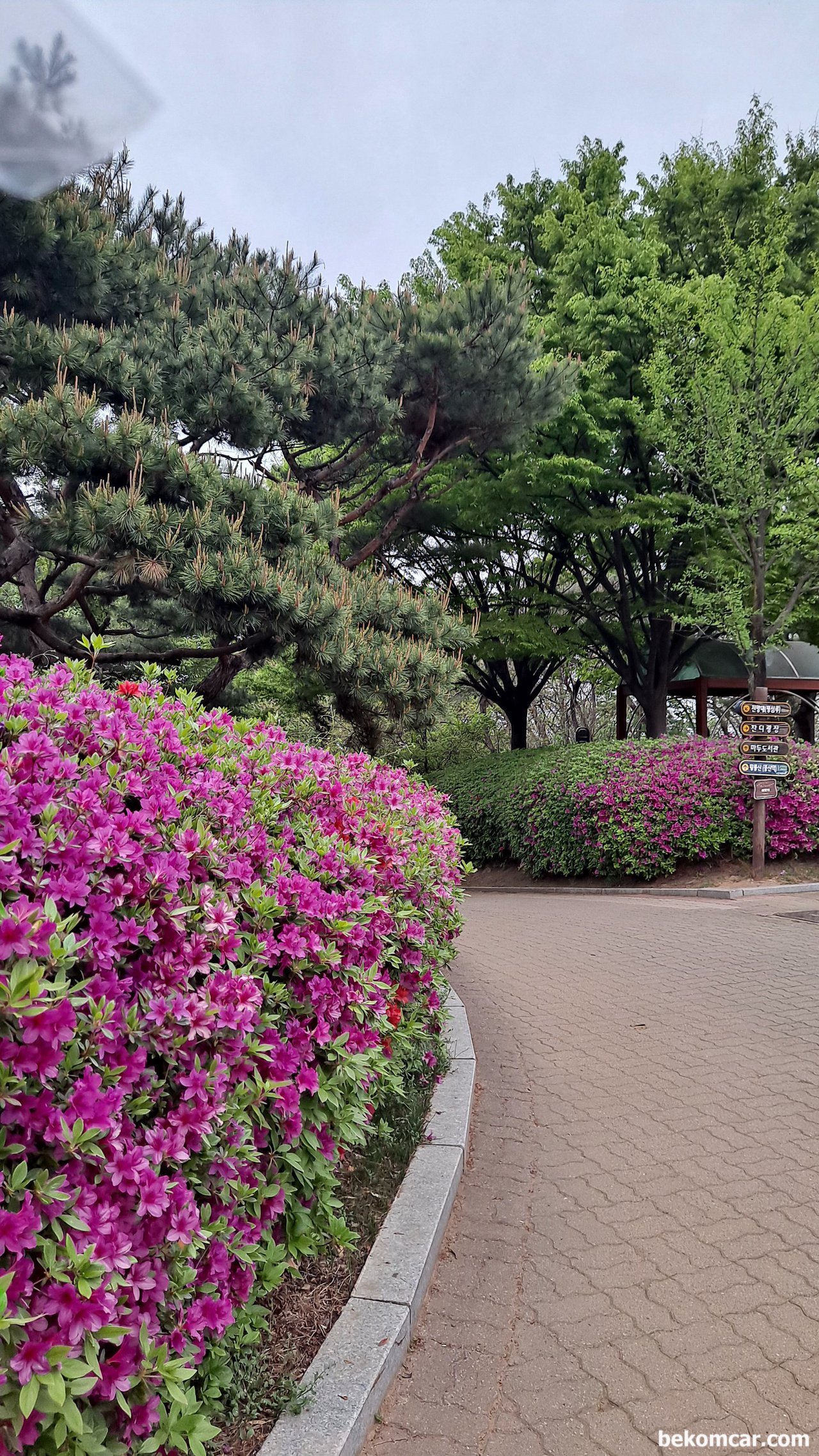 일산 정발산 꼭대기를 지나면서 새소리 그리고 꽃 들과대화, 퇴근길에 접하는 일산의 봄 꽃|ベコムカー (bekomcar)