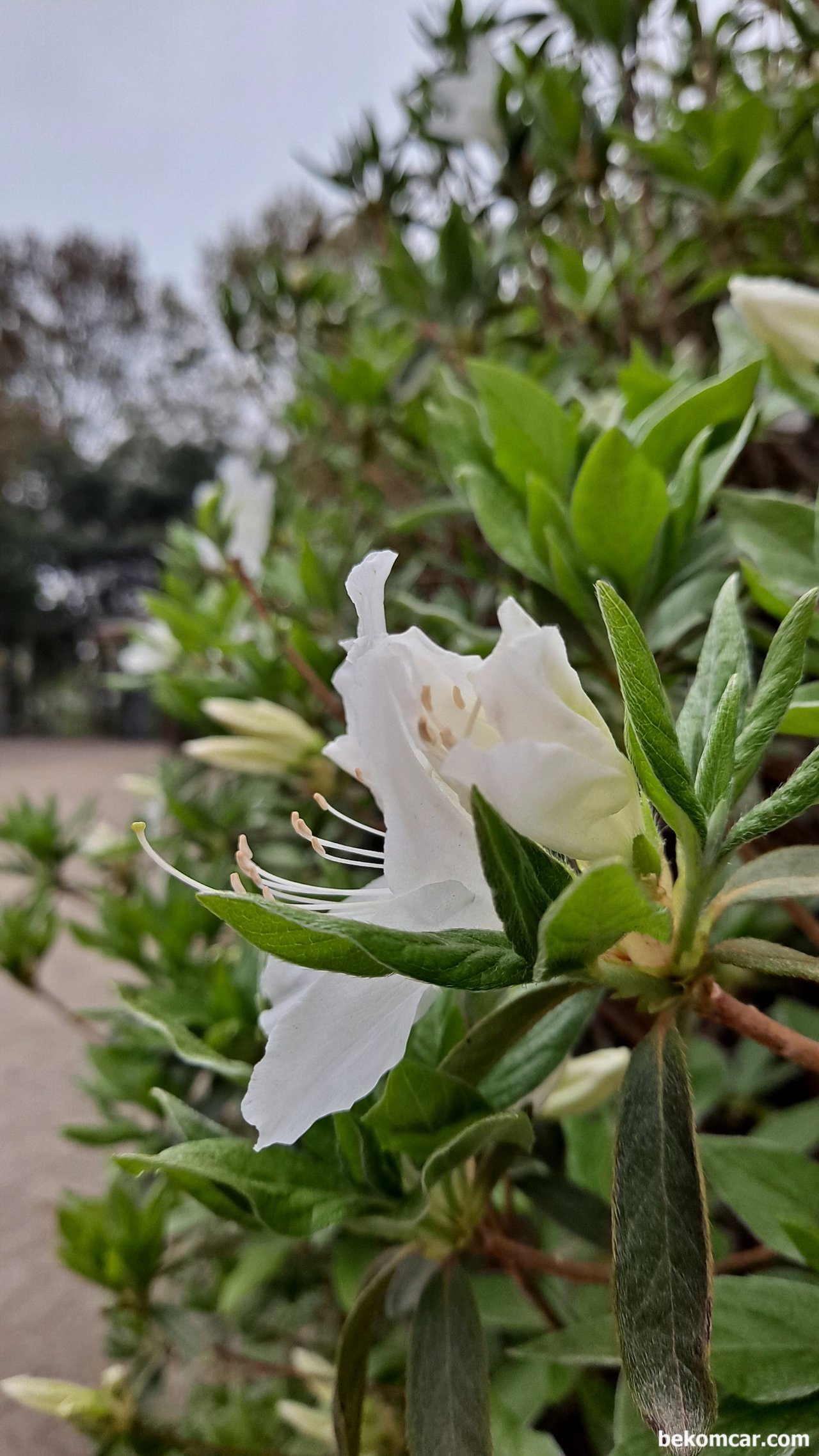 일산 정발산 꼭대기를 지나면서 새소리 그리고 꽃 들과대화, 일산 정발산의 분홍색 꽃, 퇴근하면서 하이|ベコムカー (bekomcar)
