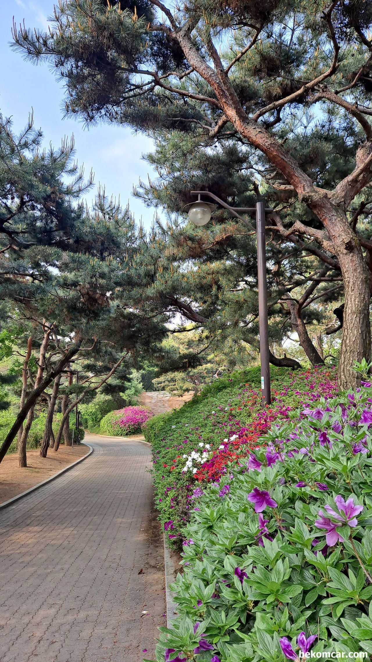 오늘 출근길, 정발산 꼭대기를 넘어서, 정발산의 꼭대기 를 넘어서 하산하는 길이다. 참 좋다. 새소리에 삼큼한 공기와 꽃 들. 이곳이 파라다이스 이다.|ベコムカー (bekomcar)