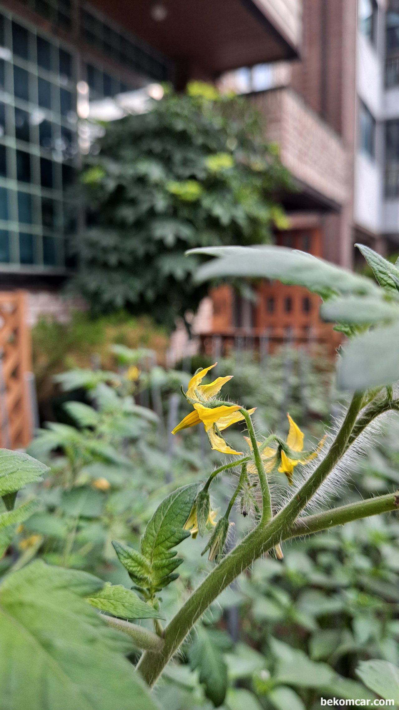 어느 초여름의 일산, 즐거이 맞아주는 꽃, 오늘의 일산, 여름이 다가온걸 느끼네요|베콤카 (bekomcar.com)