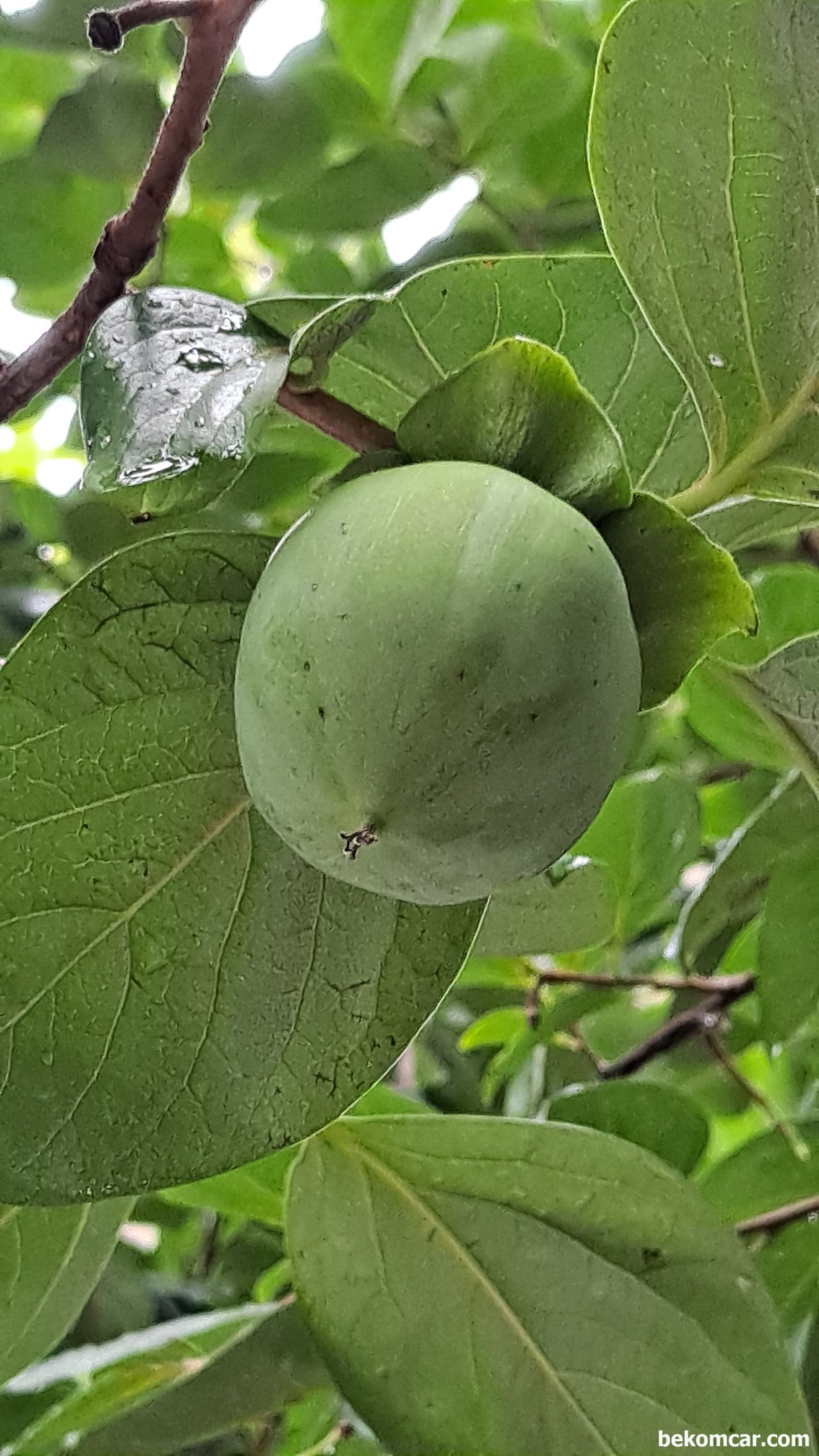 오늘의 사진, 가을준비에 바쁜 자연의 감나무, 가을준비에 바쁜 자연의 감나무. 감이 벌써 많이 자라있다. 조만간 또 다른 감 의 모습이 기대된다.|베콤카 (bekomcar.com)