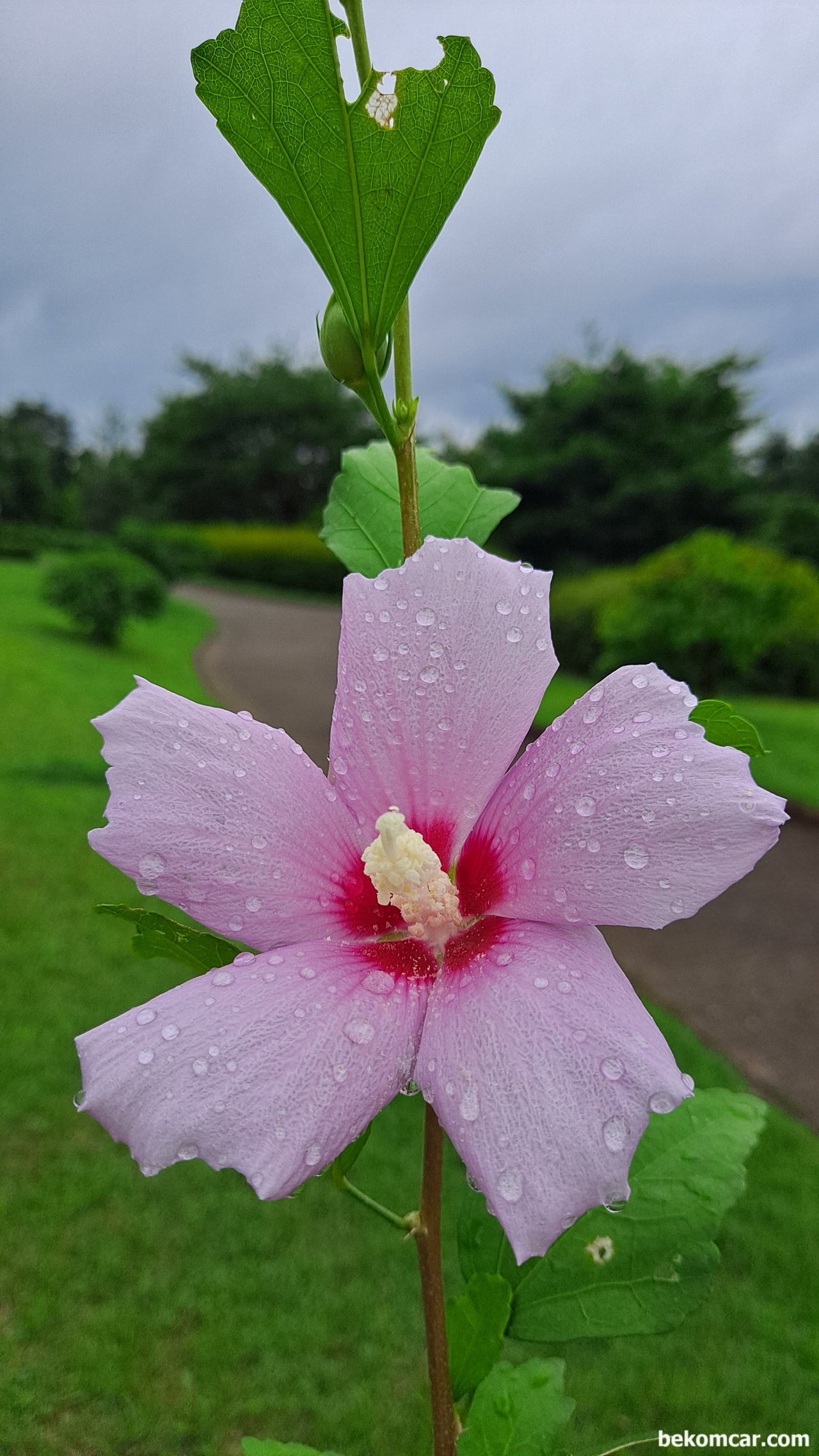 여름장마 천둥과 비바람후 아침 무궁화 꽃, 일산 정발산의 어느여름 아침, 여름장마 천둥과 비바람후 아침 무궁화 꽃이다. 그 심한 바람에도 그대로 잘 있다.|베콤카 (bekomcar.com)