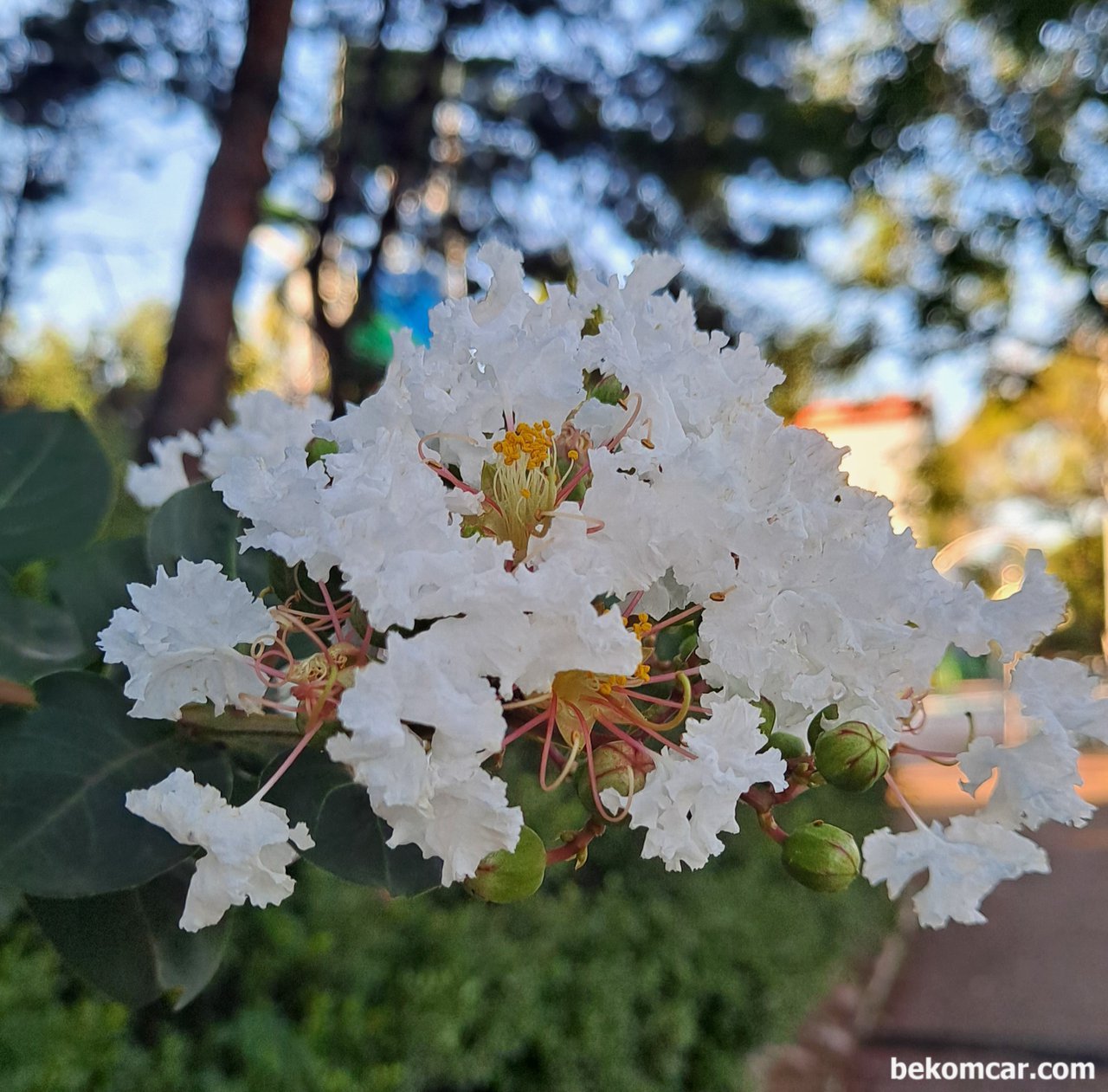 퇴근 길가의 흰배롱나무 꽃, 뭔가 와 닿는다, 일산의 여름날, 퇴근길 길가의 꽃 이 대견스럽고 뭔가 와 닿는다|贝科姆汽车 (bekomcar)