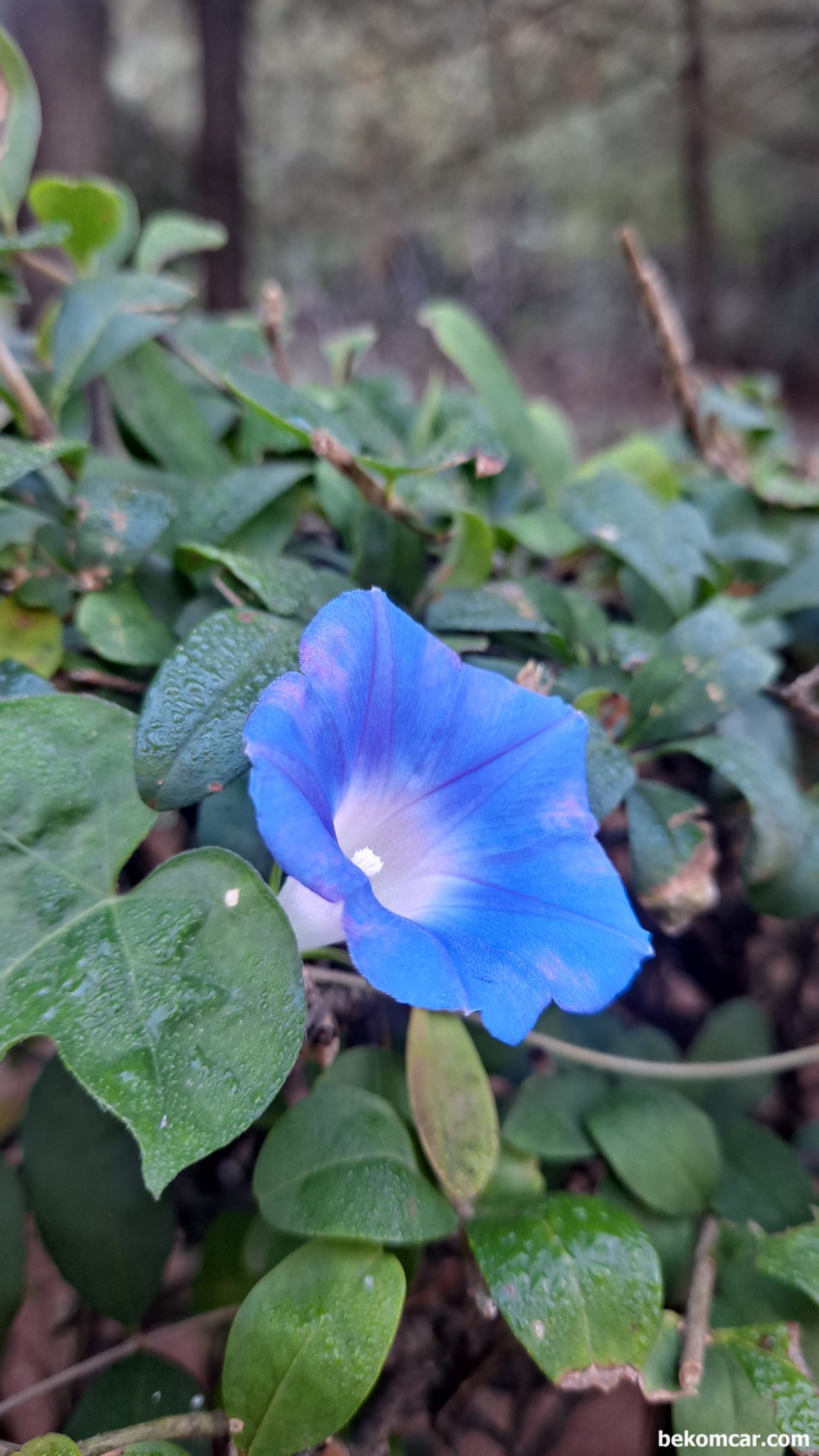 일산 정발산과 시내의 꽃, 일산 정발산의 가을꽃, 보라색이 정겹다. 그냥지나치면 안보인다.잠시만 보면 잘 보인다.|贝科姆汽车 (bekomcar)
