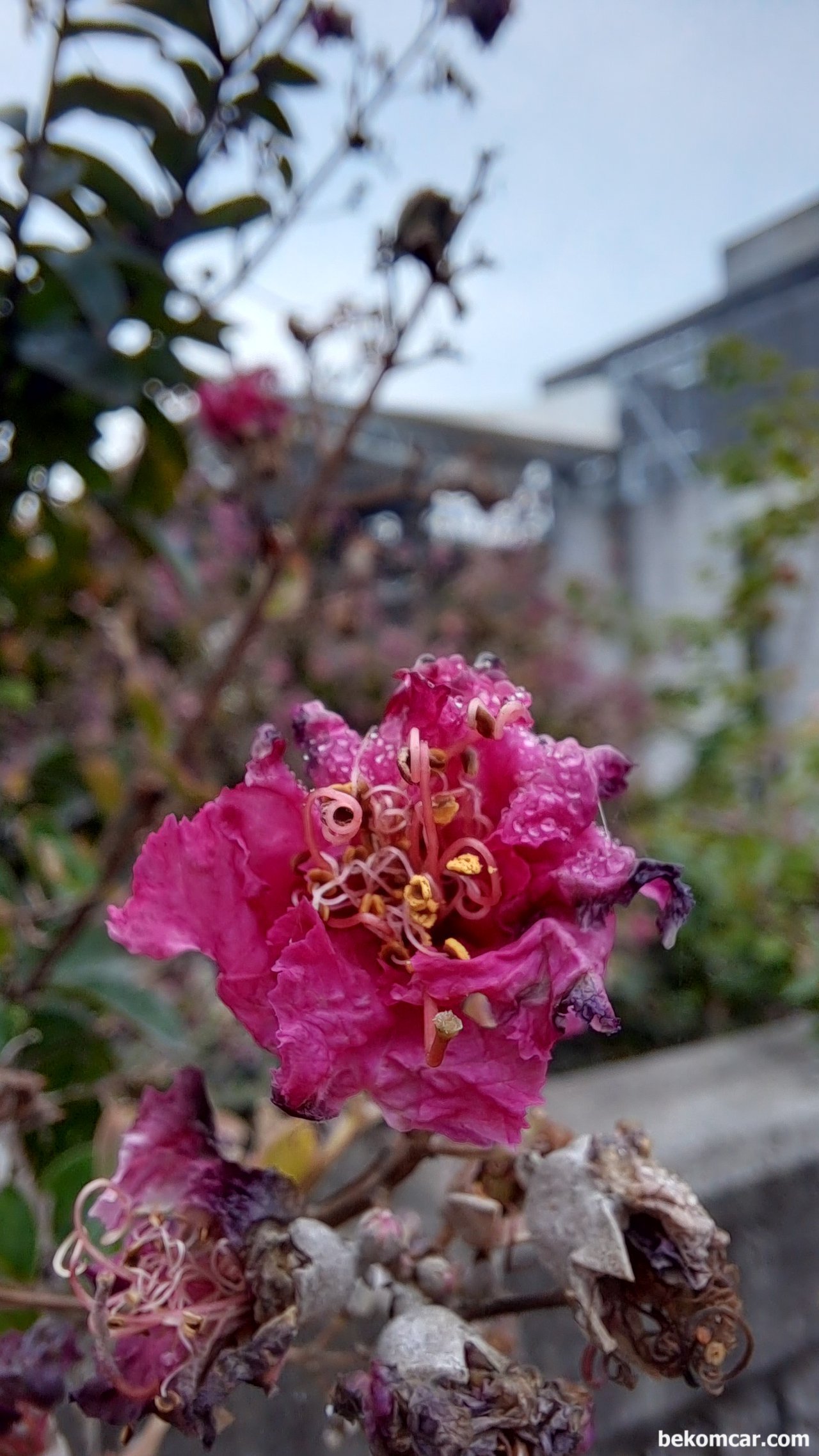 일산 정발산과 시내의 꽃, 이 꽃 도 이름은 모르나 지나가는데, 화려한 모습은 없고 말라비트러져가는 모습. 그래도 여전히 아름답다.|贝科姆汽车 (bekomcar)