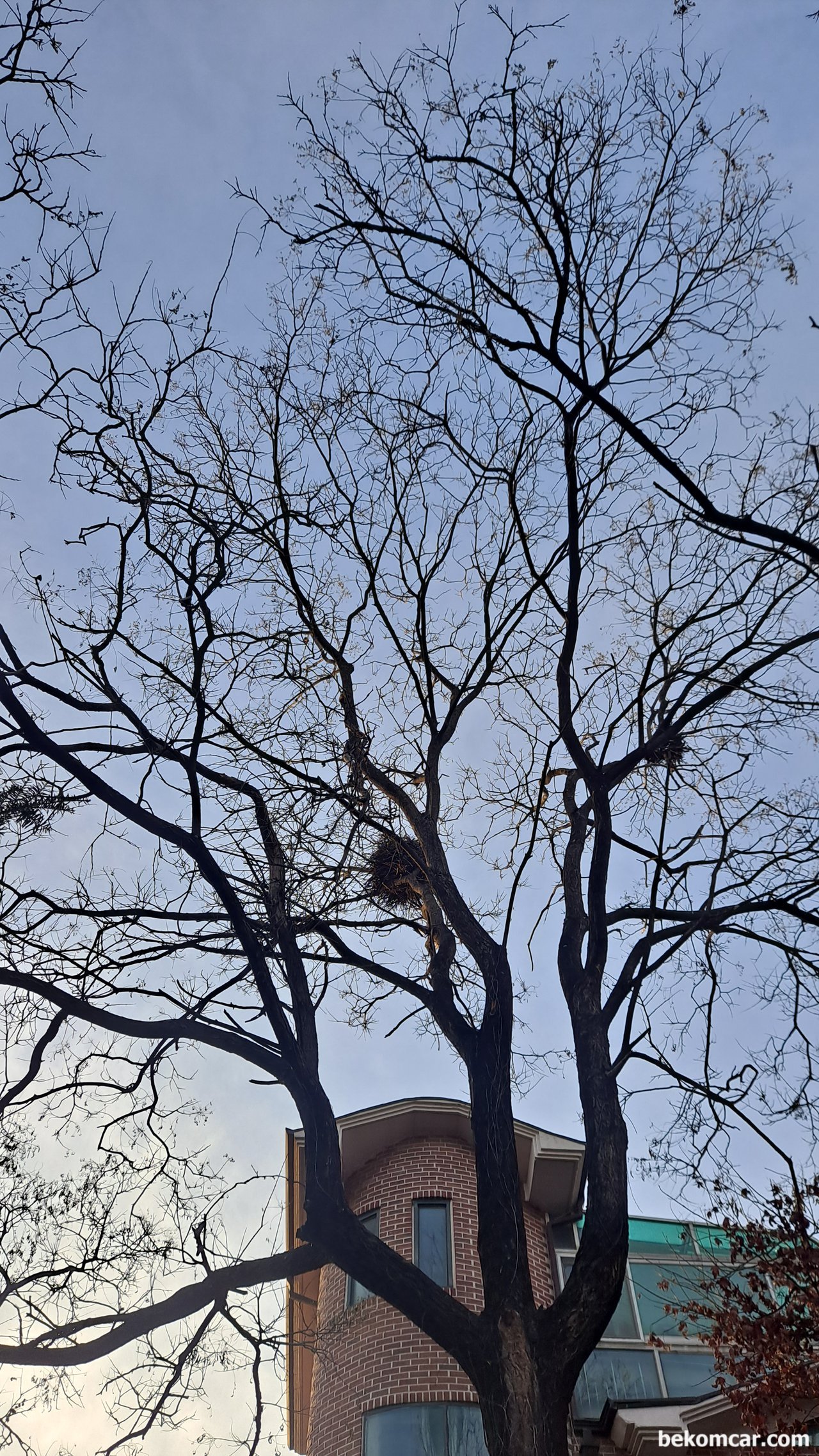 오늘의 사진, 나무위의 새 집에서 새들이 짹짹, 오늘의 사진, 나무위의 새 집에서 새들이 짹짹 거린다. 아침인사를 하는것 같다.|ベコムカー (bekomcar)