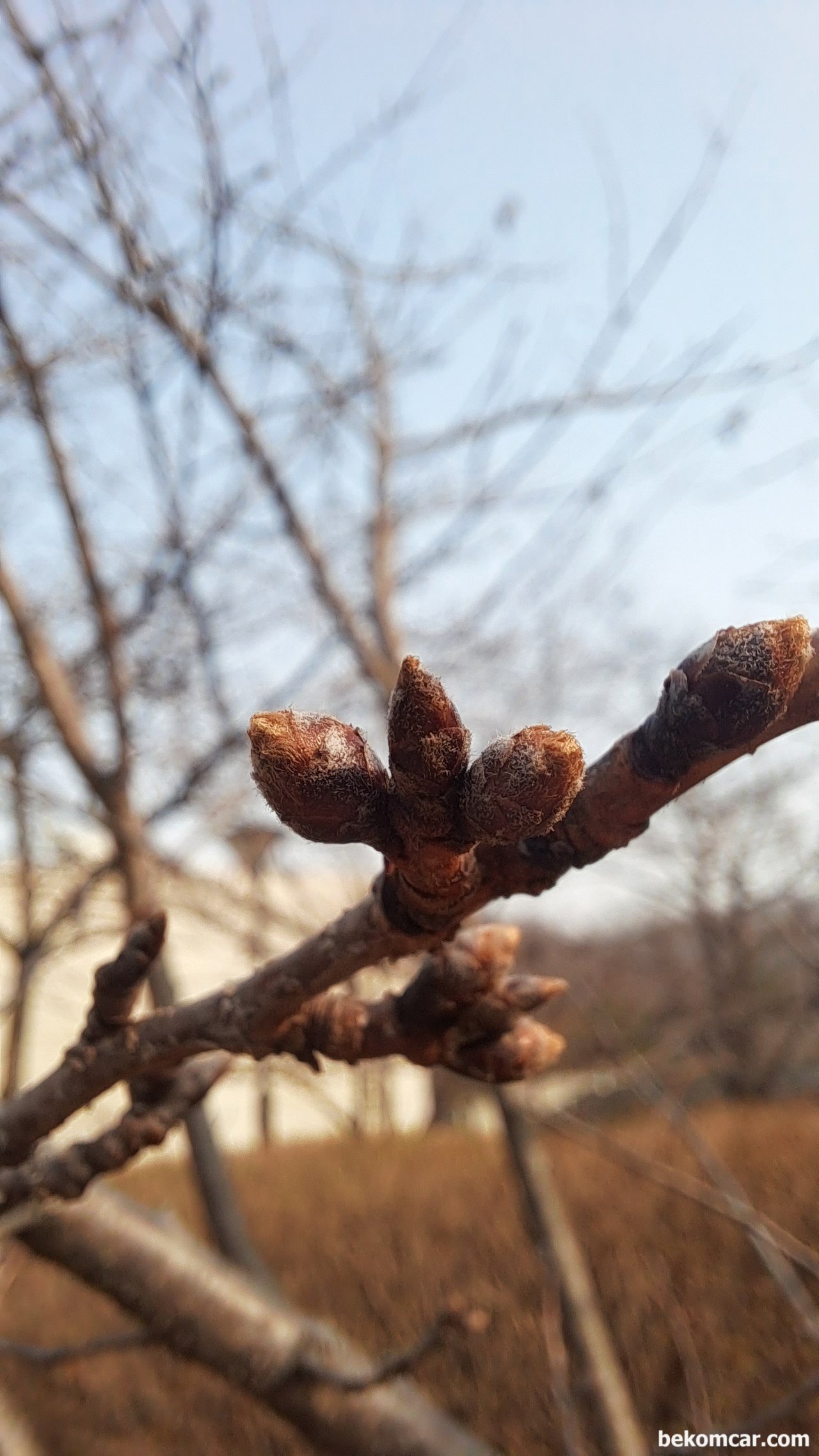 일산 봄 날, 이제 푸르름의 시작이다, 일산 봄 날, 즐겁게 시작한다. 모두 오늘도 안운하시길.|베콤카 (bekomcar.com)