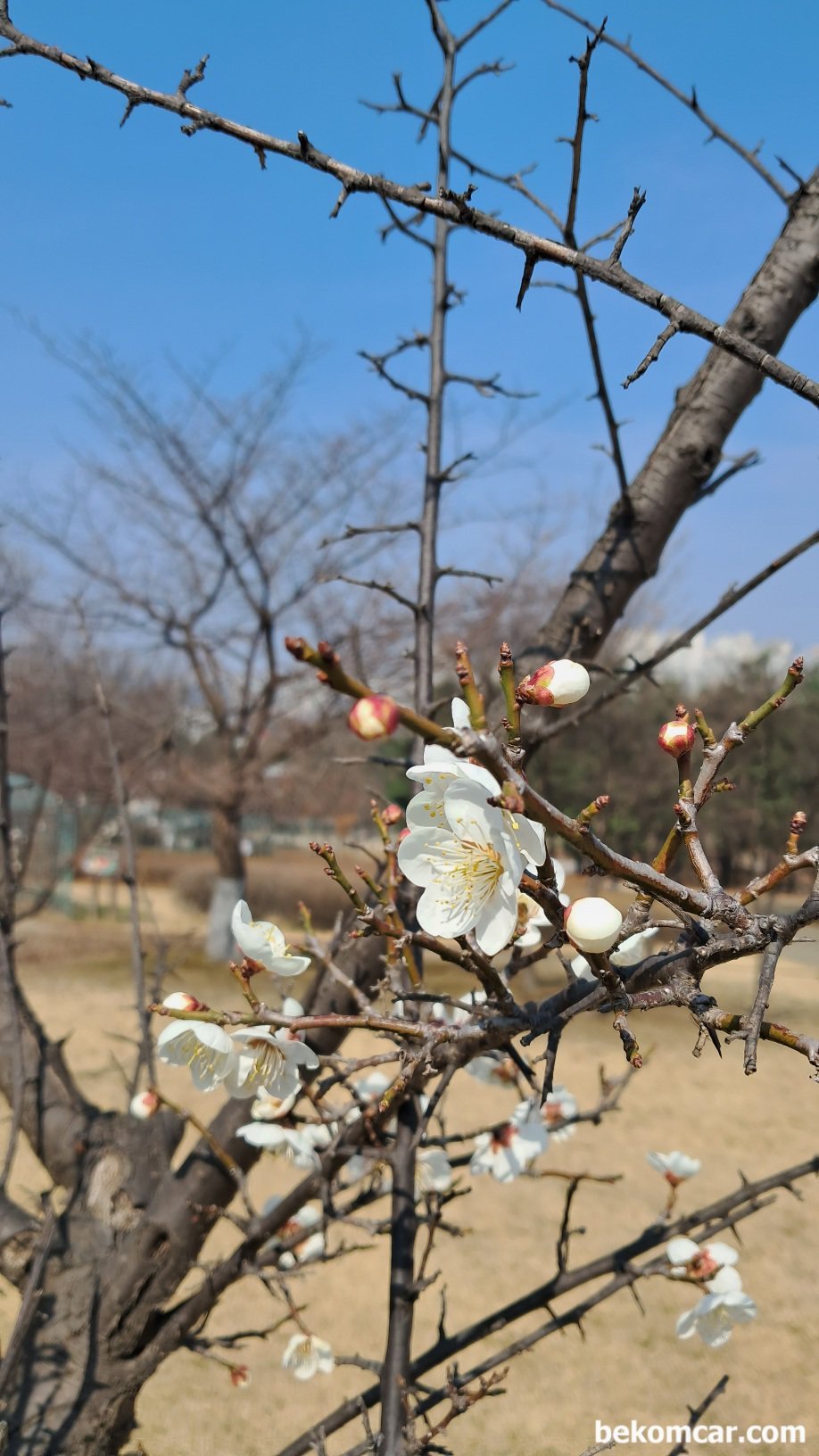 2023년 일산의 봄이 오기 시작했다, 2023년 일산의 봄이 오기 시작했다. 정발산에 꽃이 피기 시작한다.|베콤카 (bekomcar.com)