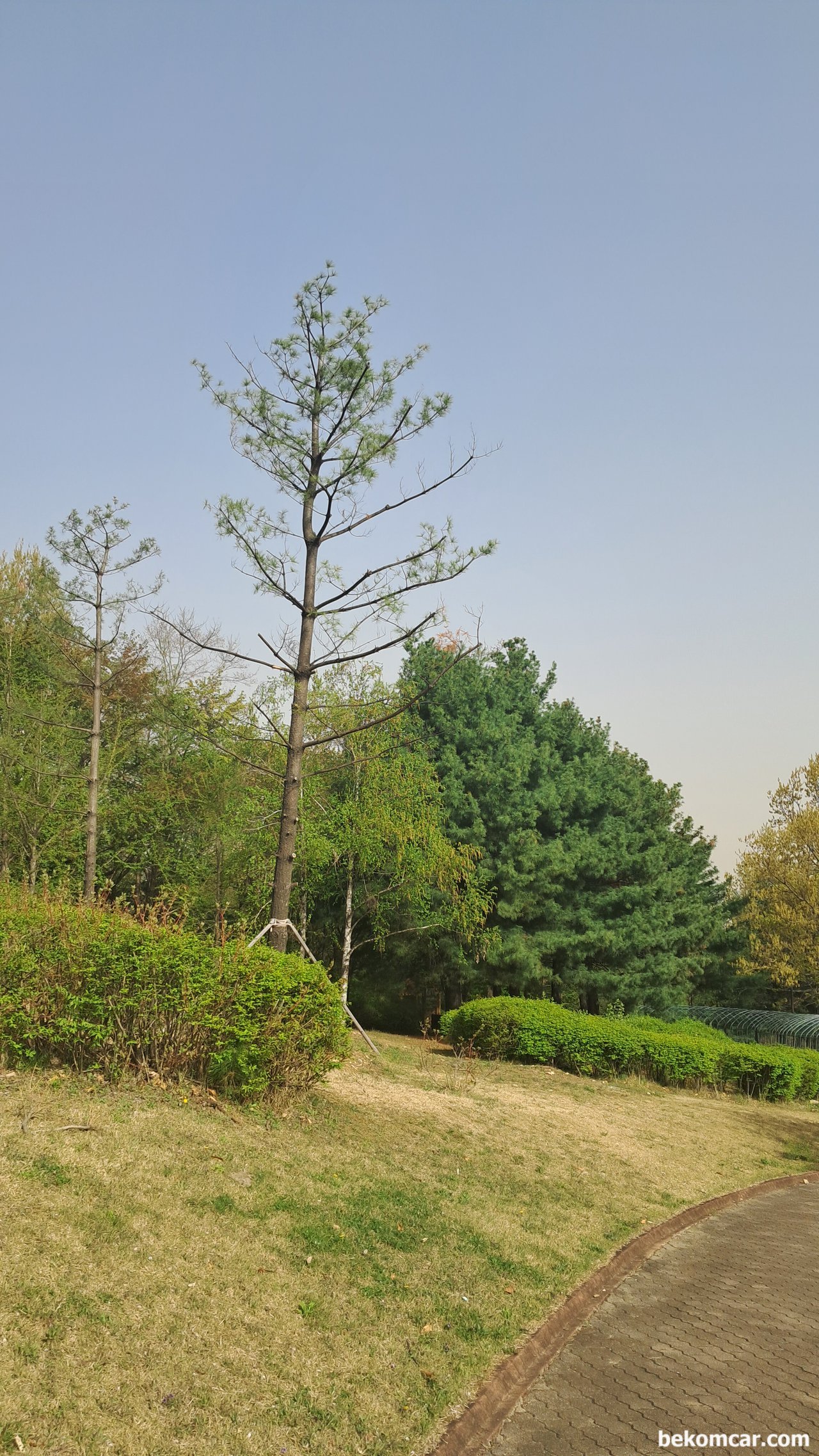 2023년 어느 봄날의 일산에서 만나는 노란 꽃 이다, 항상 걸어가는 정발산의 언덕길이다. 이제는 초록으로 바뀌고 있다.|베콤카 (bekomcar.com)