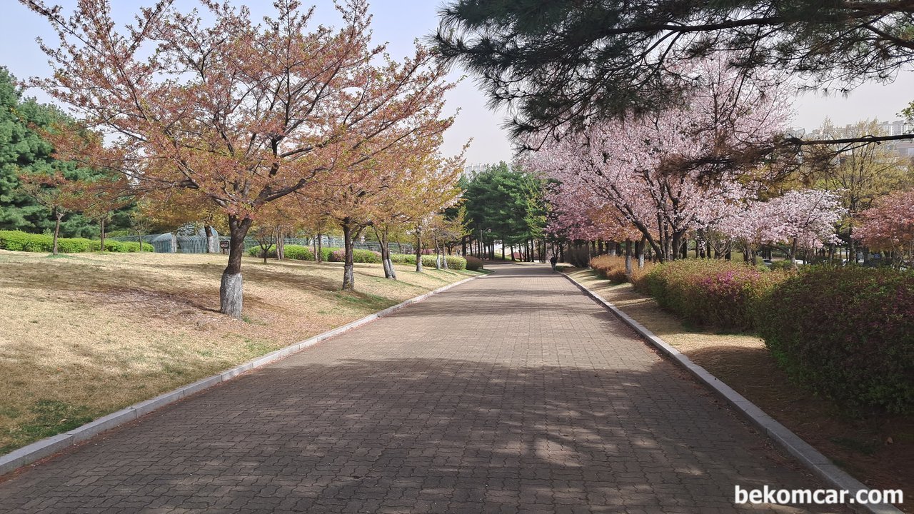 2023년 어느 봄날의 일산에서 만나는 노란 꽃 이다, 어느세 꽃 들이 떨어지기 시작하드면 이제는 좀 허전한 느낌도 든다. 인생도 이처럼 순식간에 가는것을.|베콤카 (bekomcar.com)