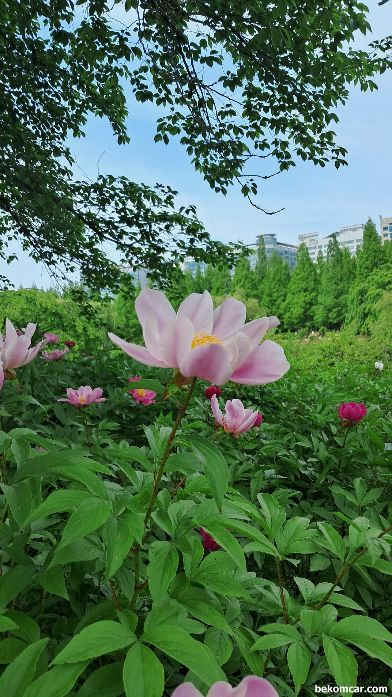 2023 어느 봄날의 일산호수공원 보라색 꽃, 일산 호수공원의 봄 날이다. 항상 매년 다가오는 멋쟁이 자연이다.|بيكومكار (bekomcar)