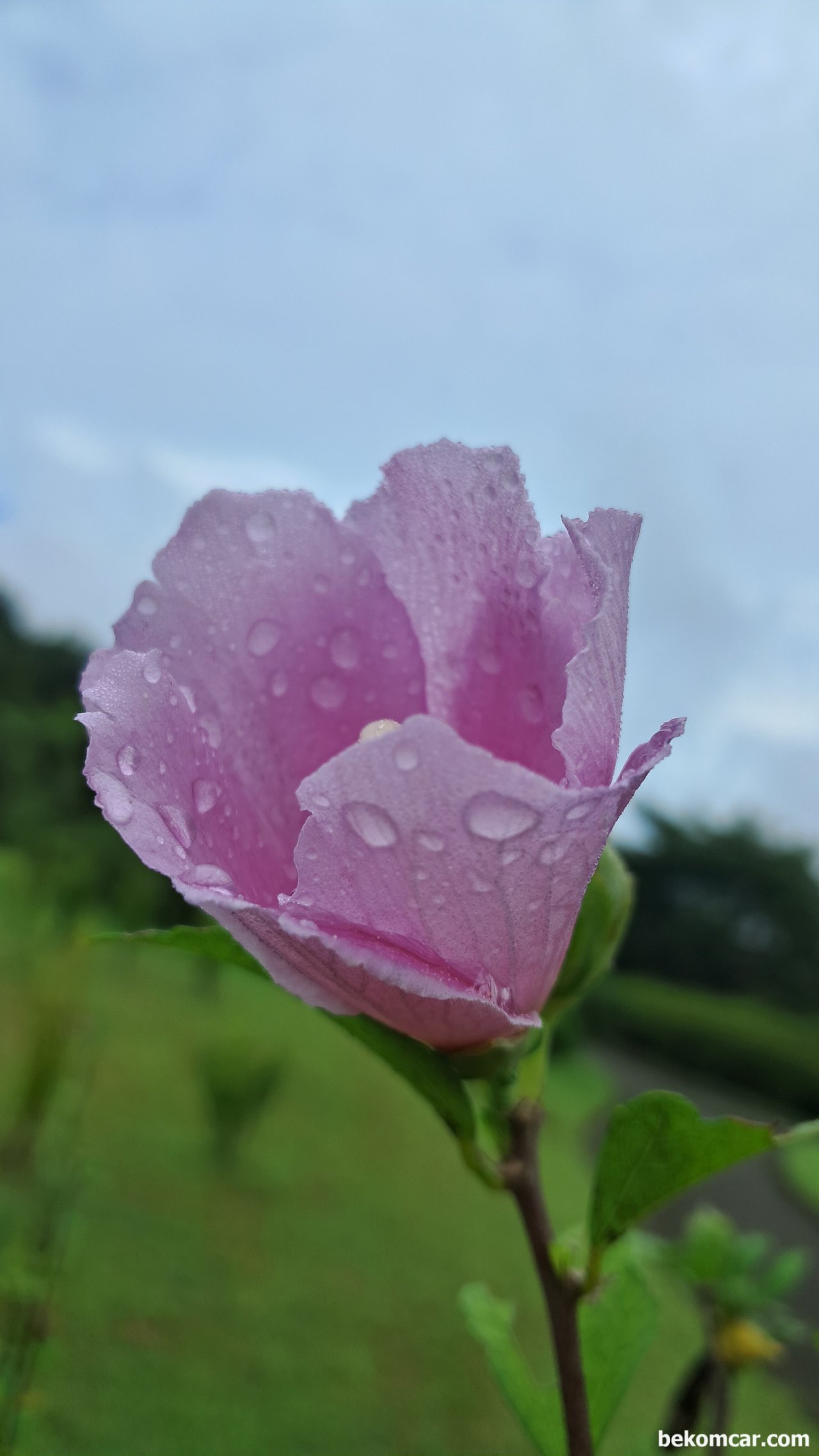 일산 정발산의 무궁화 꽃, 항상 제자리에 있다, 일산 정발산의 무궁화 꽃, 항상 제자리에 있다|ベコムカー (bekomcar)