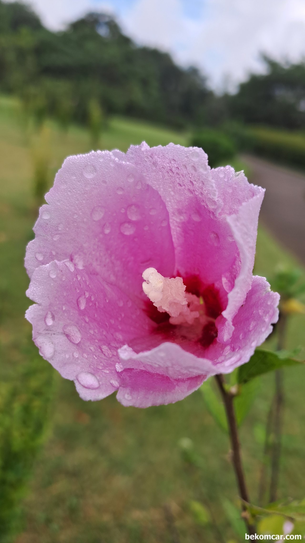 일산 정발산의 무궁화 꽃, 항상 제자리에 있다, 일산 정발산의 무궁화 꽃, 항상 제자리에 있다|ベコムカー (bekomcar)