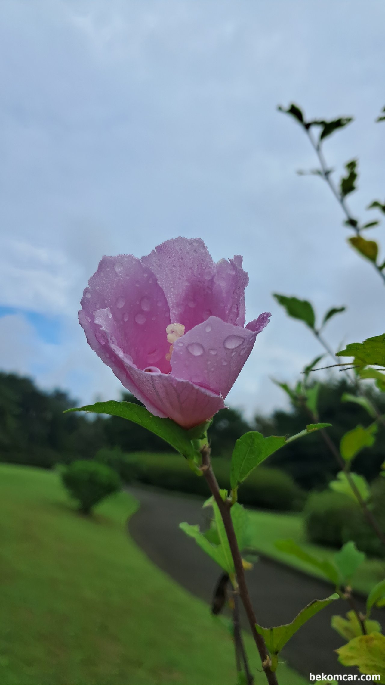 일산 정발산의 무궁화 꽃, 항상 제자리에 있다, 일산 정발산의 무궁화 꽃, 항상 제자리에 있다|ベコムカー (bekomcar)