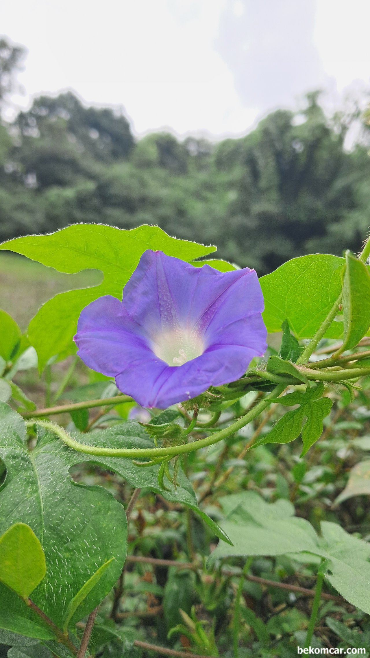 일산 정발산 길가에 있는 꽃 이다. 나팔꽃, 모닝글로리?, 확실하지 않지만 모닝글로리 라는 꽃 인것 같다. 오다 가다 길거리에서 만나는 다양하 꽃 들중 하나이다.|ベコムカー (bekomcar)