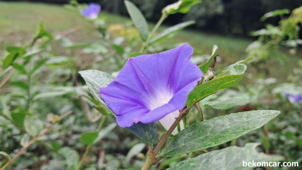 일산 정발산 길가에 있는 꽃 이다. 나팔꽃, 모닝글로리?, 확실하지 않지만 모닝글로리 라는 꽃 인것 같다. 오다 가다 길거리에서 만나는 다양하 꽃 들중 하나이다.|ベコムカー (bekomcar)